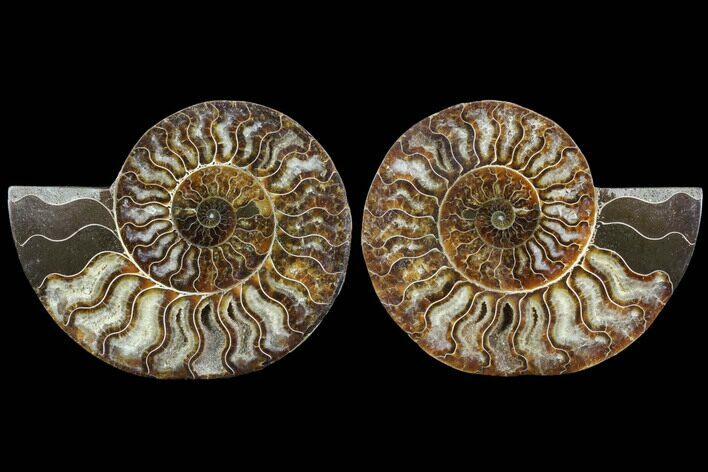 Cut & Polished Ammonite Fossil - Agatized #91156